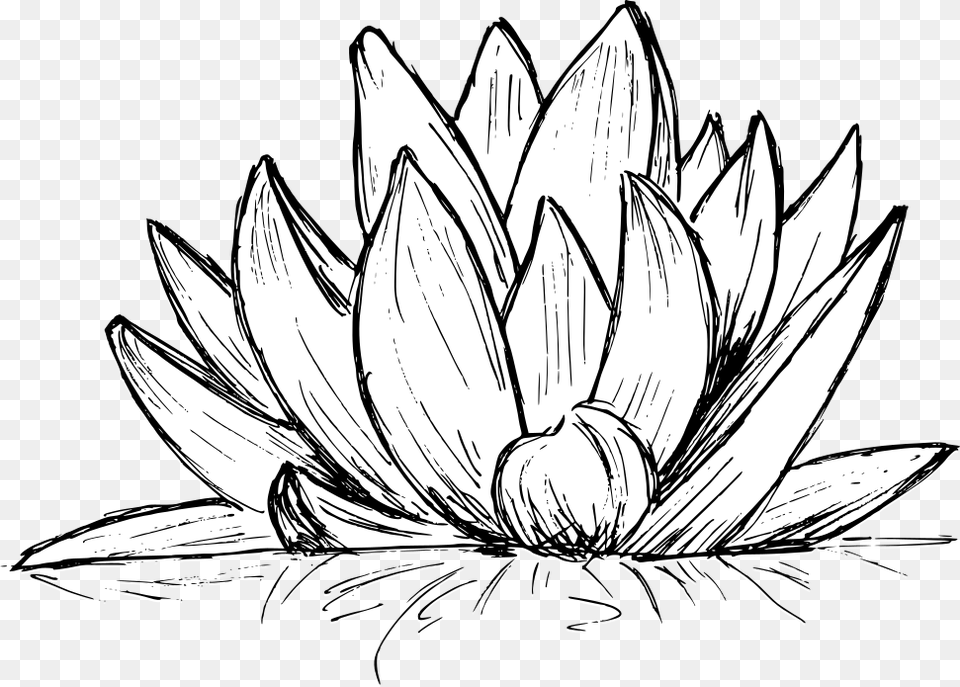 Lotus Drawing 4 Line Art, Plant, Flower, Dahlia, Daisy Png Image