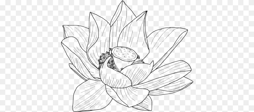 Lotus Drawing Vector Clipart Flower Tumblr Drawing Transparent, Gray Free Png