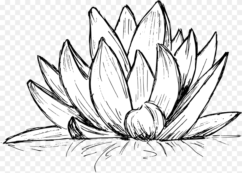 Lotus Drawing Vector Eps Svg Onlygfxcom Line Art, Plant, Flower, Dahlia, Daisy Free Png