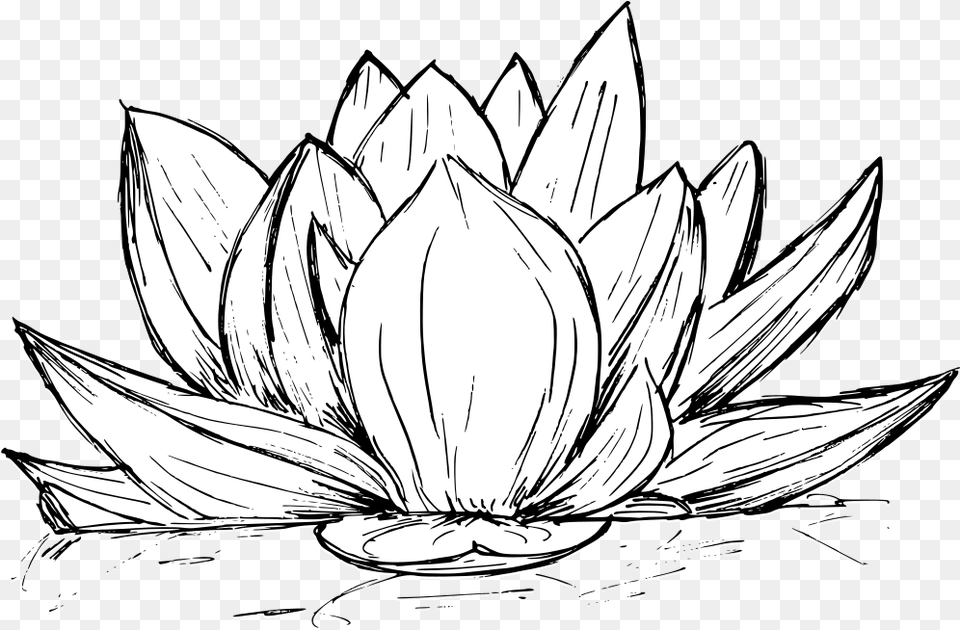 Lotus Drawing Vector Eps Svg Transparent Onlygfxcom Nelum Flower Pencil Art, Dahlia, Plant, Animal, Bird Png Image