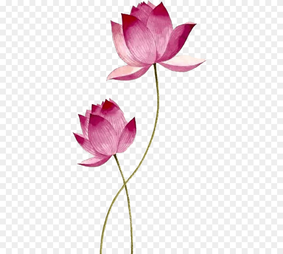 Lotus File, Flower, Petal, Plant, Dahlia Png Image