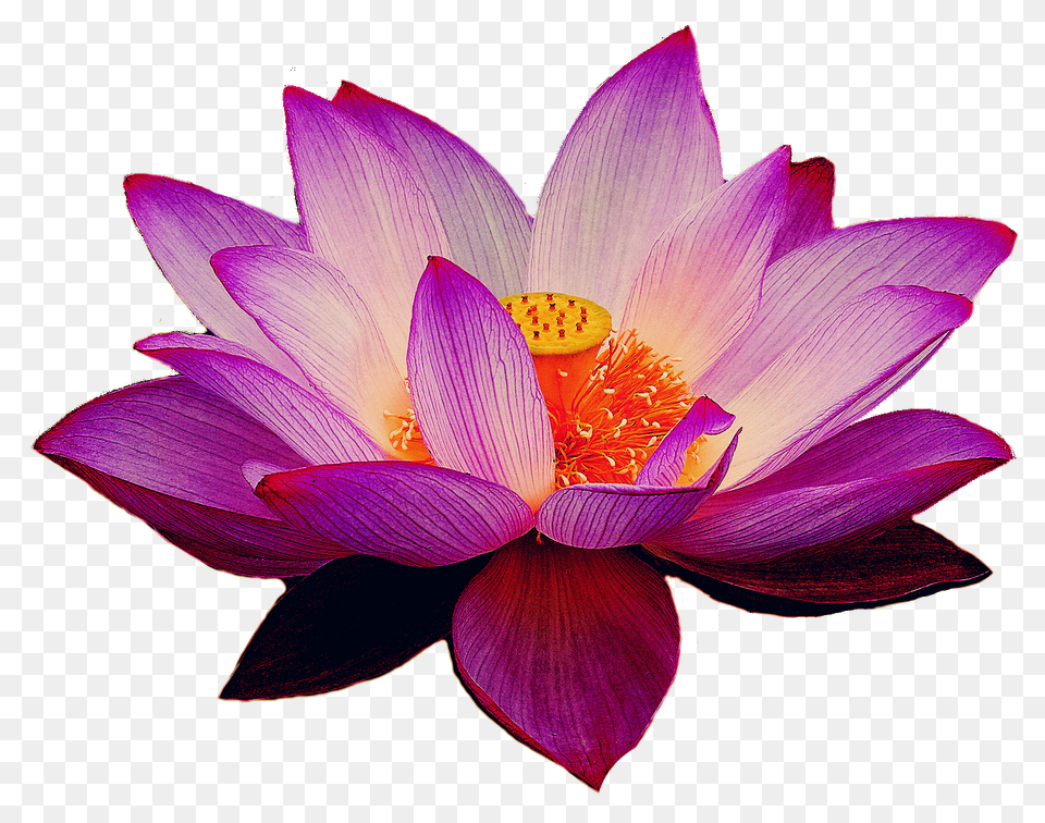 Lotus Flower, Dahlia, Petal, Plant, Lily Free Png