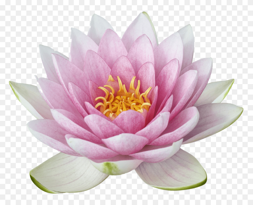 Lotus Flower, Dahlia, Lily, Plant, Rose Png