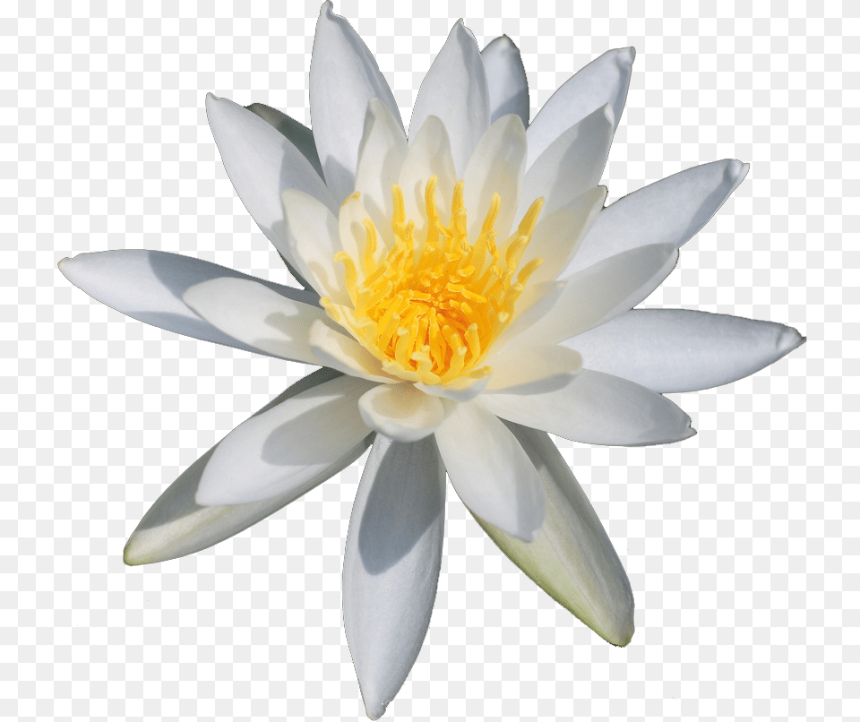 Lotus Flower, Lily, Plant, Pond Lily Png Image