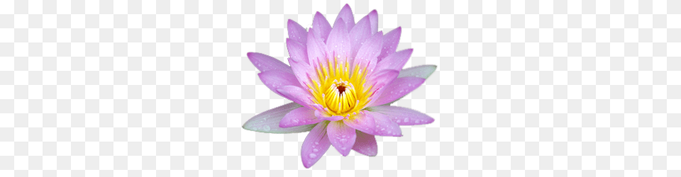 Lotus Flower, Lily, Plant, Pond Lily Png