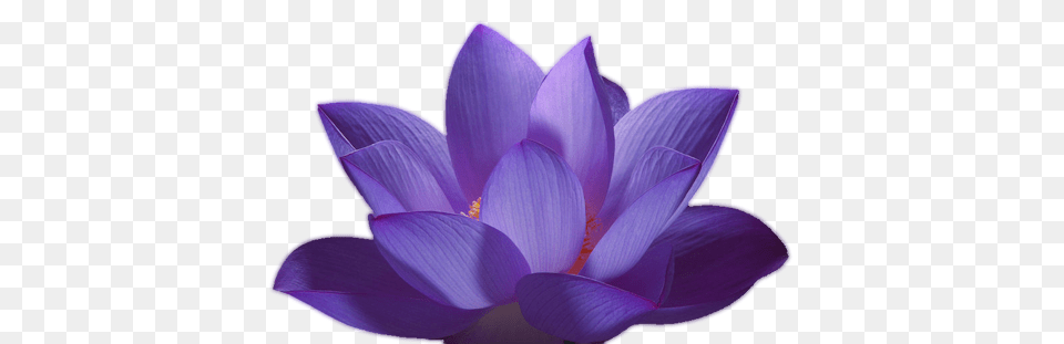 Lotus Flower, Plant, Crocus, Petal Free Png