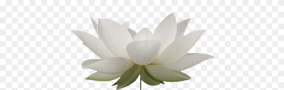 Lotus Flower, Plant, Dahlia, Petal, Appliance Png