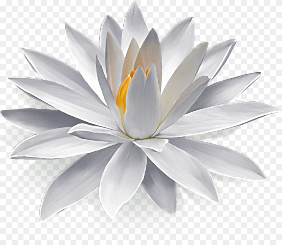 Lotus Flower, Lily, Plant, Pond Lily Free Png Download