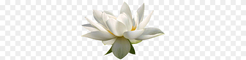 Lotus Flower, Lily, Plant, Petal, Pond Lily Png Image