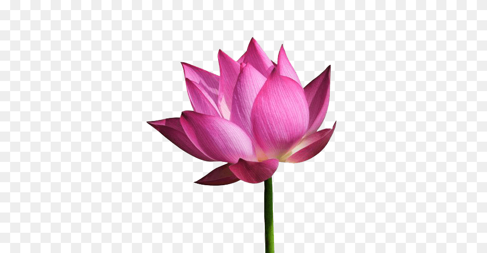 Lotus Flower, Dahlia, Petal, Plant, Lily Free Transparent Png