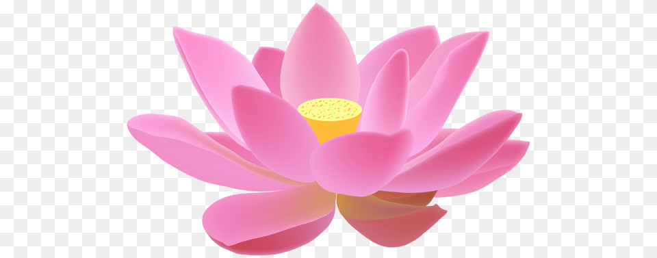 Lotus Flower, Petal, Plant, Lily, Pond Lily Free Png Download