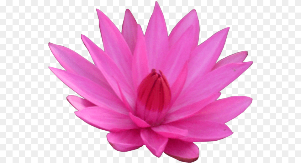 Lotus Flower, Dahlia, Petal, Plant, Lily Png