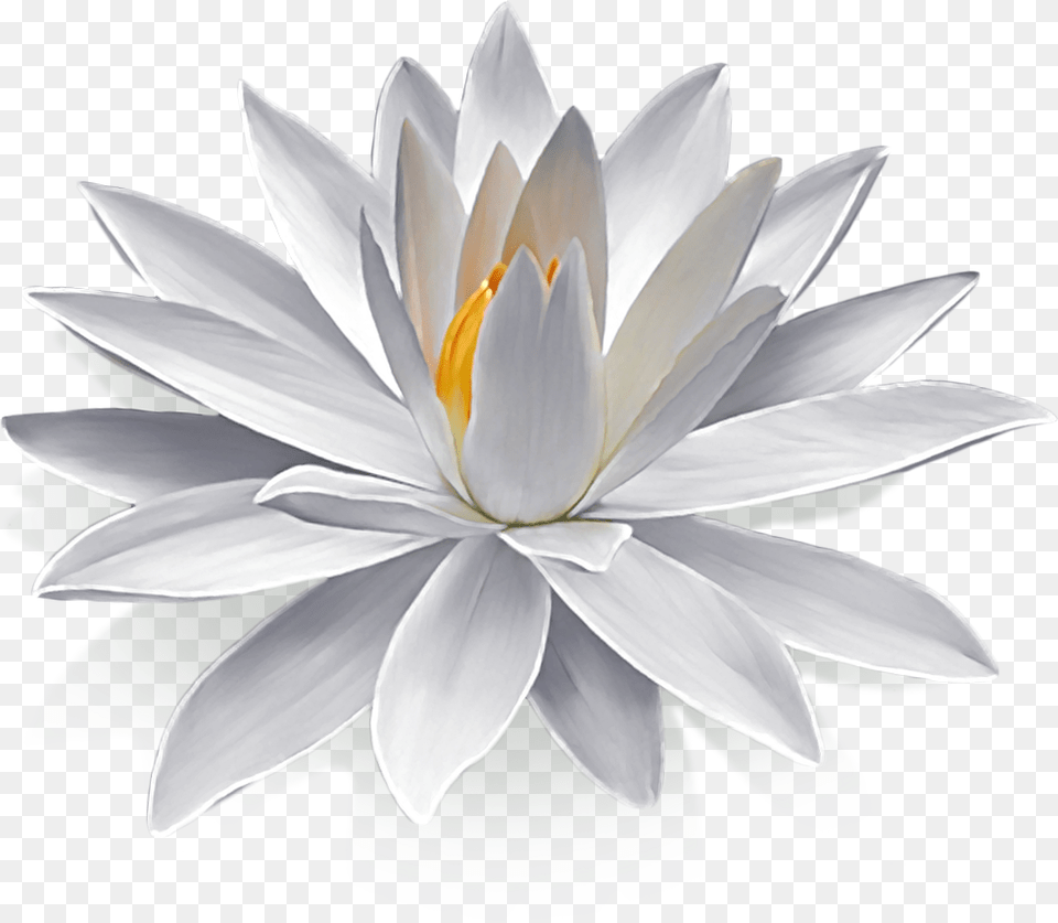 Lotus Flower, Lily, Plant, Pond Lily Png