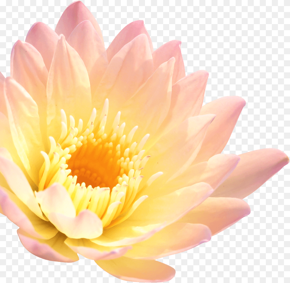 Lotus Flower, Dahlia, Lily, Plant, Rose Free Png Download