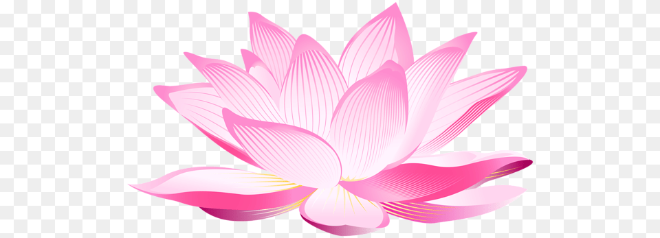 Lotus Flower, Dahlia, Petal, Plant, Lily Free Transparent Png
