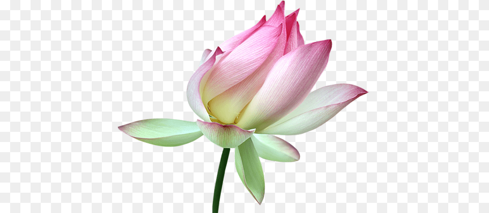 Lotus Flower, Petal, Plant, Dahlia, Lily Free Png Download