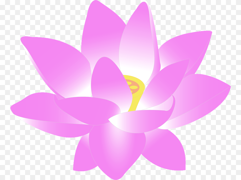 Lotus Flower, Plant, Lily, Pond Lily, Appliance Free Transparent Png