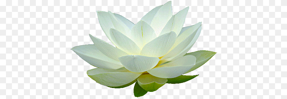 Lotus Flower, Lily, Plant, Pond Lily, Dahlia Png