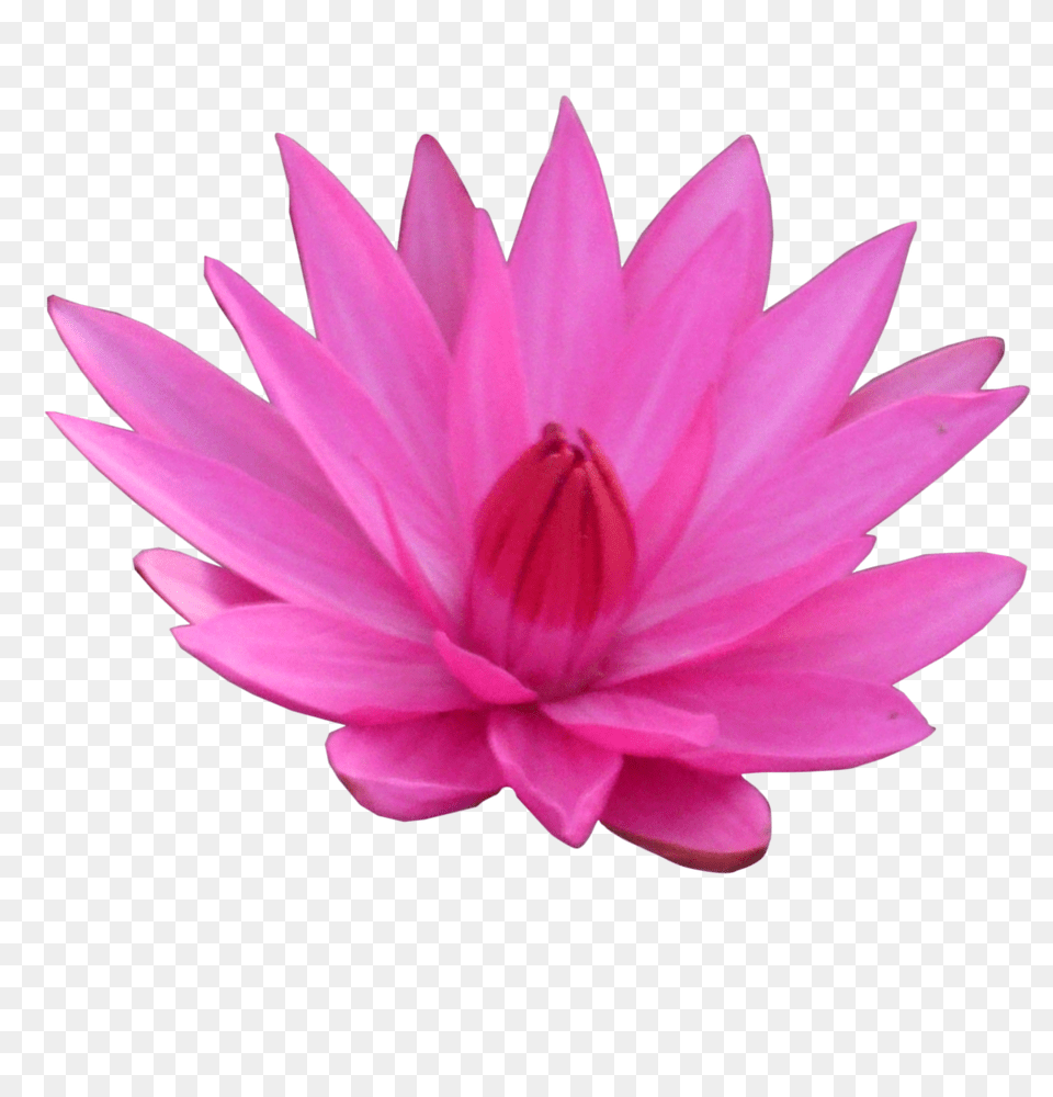 Lotus Flower, Dahlia, Petal, Plant, Lily Png