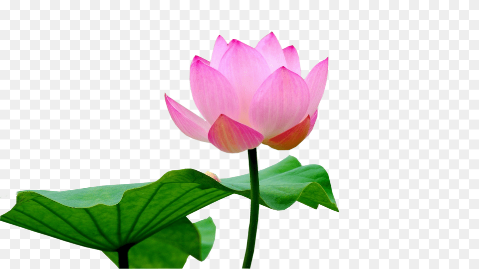 Lotus Flower, Petal, Plant, Lily, Pond Lily Free Transparent Png