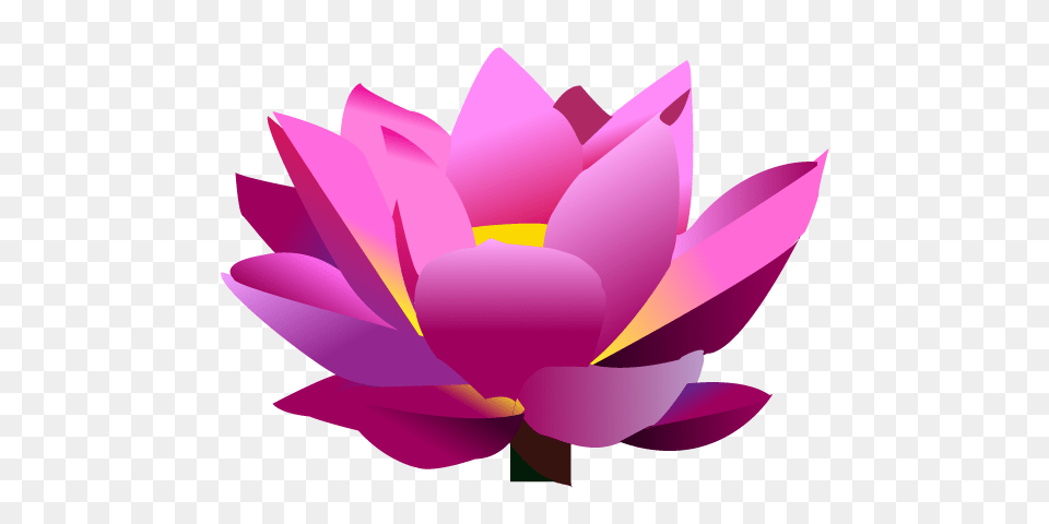 Lotus Flower, Plant, Lily, Petal, Pond Lily Free Transparent Png