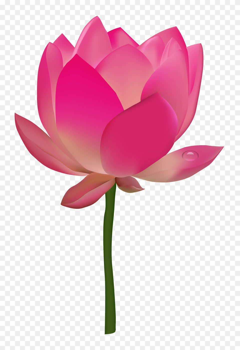 Lotus Flower, Dahlia, Petal, Plant, Rose Free Transparent Png