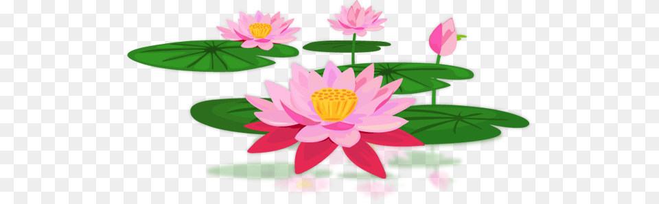 Lotus Flower, Lily, Plant, Pond Lily Free Transparent Png