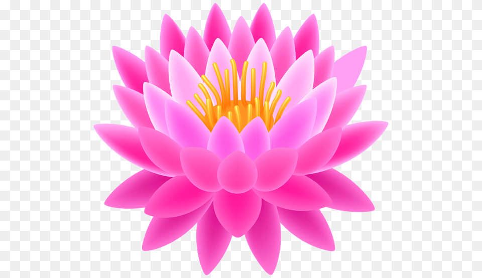Lotus Flower, Dahlia, Plant, Petal, Lily Free Png Download