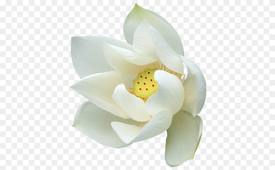 Lotus Flower, Petal, Plant, Rose, Lily Png Image