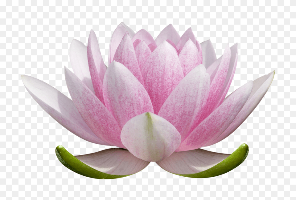 Lotus Flower, Lily, Plant, Rose, Dahlia Png