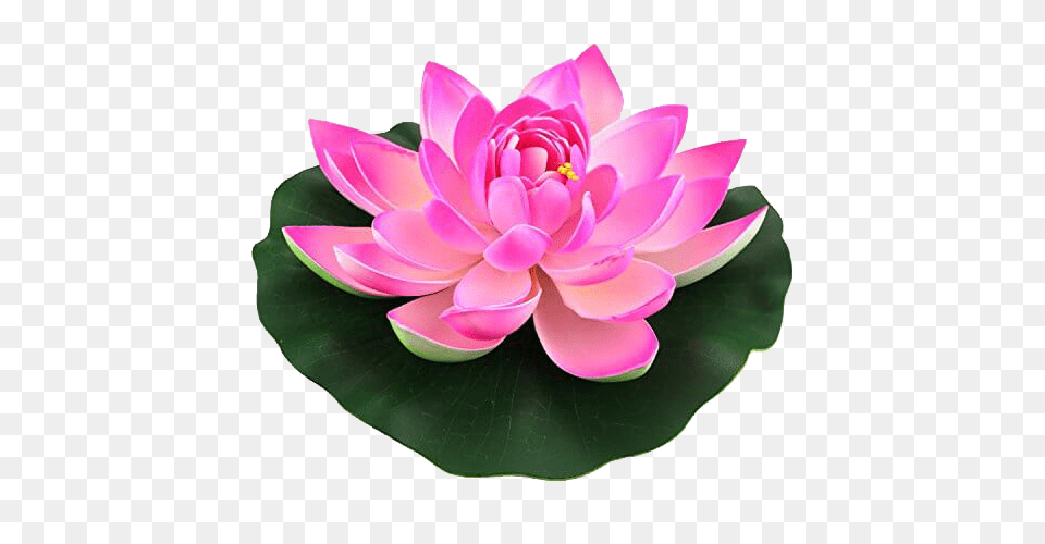 Lotus Flower, Dahlia, Petal, Plant, Lily Png Image