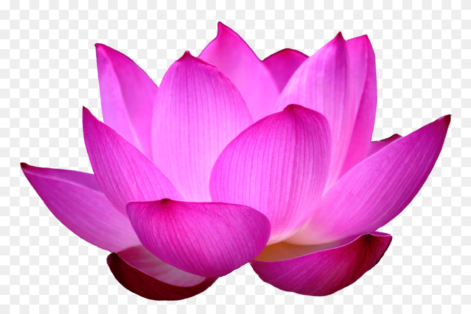 Lotus Flower, Dahlia, Petal, Plant, Rose Free Png Download