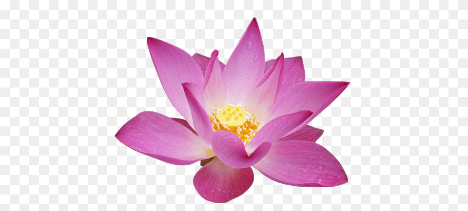 Lotus Flower, Petal, Plant, Lily, Pond Lily Free Png