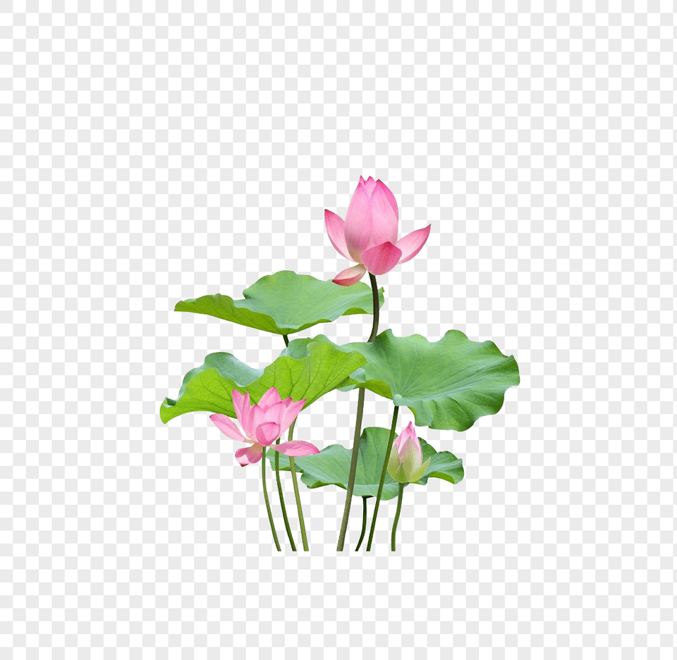 Lotus Flower, Plant, Petal, Leaf, Lily Free Png Download