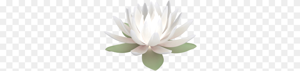 Lotus Flower, Plant, Lily, Dahlia, Petal Free Png