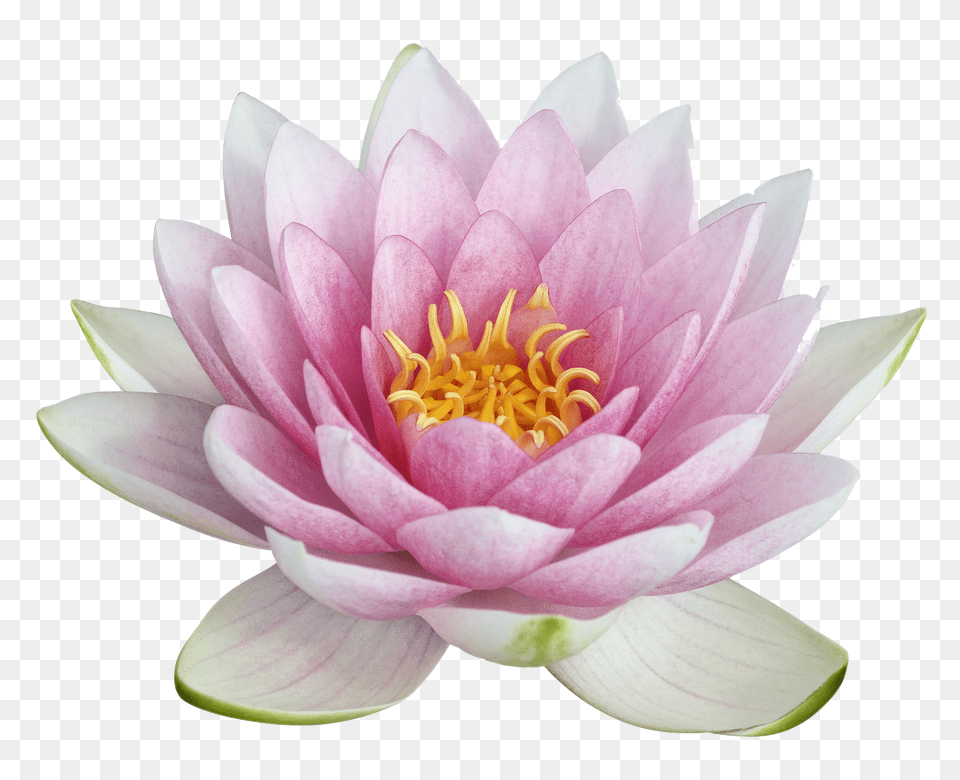 Lotus Flower, Dahlia, Lily, Plant, Pond Lily Free Png
