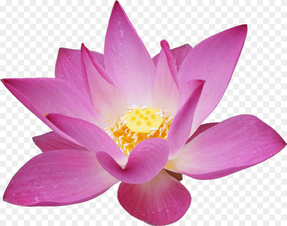Lotus Flower, Petal, Plant, Lily, Rose Png Image