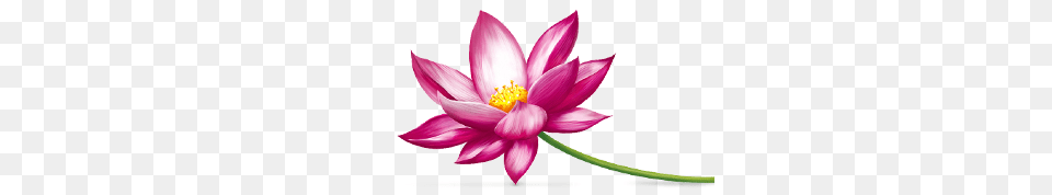Lotus Flower, Anther, Dahlia, Petal, Plant Free Transparent Png