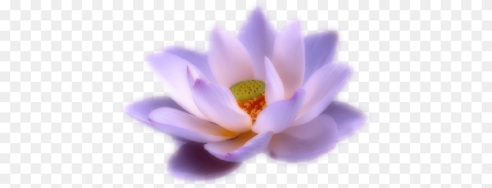 Lotus Flower, Anther, Petal, Plant, Dahlia Png Image