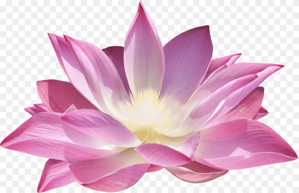 Lotus Flower, Dahlia, Petal, Plant, Lily Free Png Download