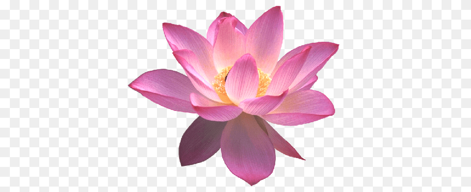 Lotus Flower, Petal, Plant, Lily, Dahlia Png