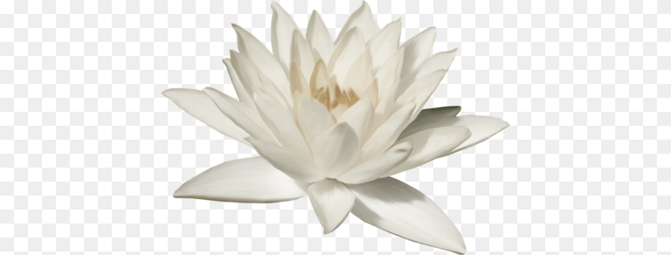 Lotus Flower, Lily, Plant, Pond Lily, Dahlia Free Transparent Png