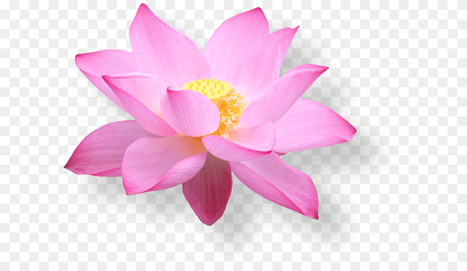 Lotus Flower, Petal, Plant, Dahlia, Lily Free Png Download
