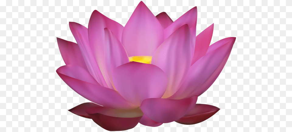Lotus Flower, Dahlia, Petal, Plant, Lily Free Transparent Png