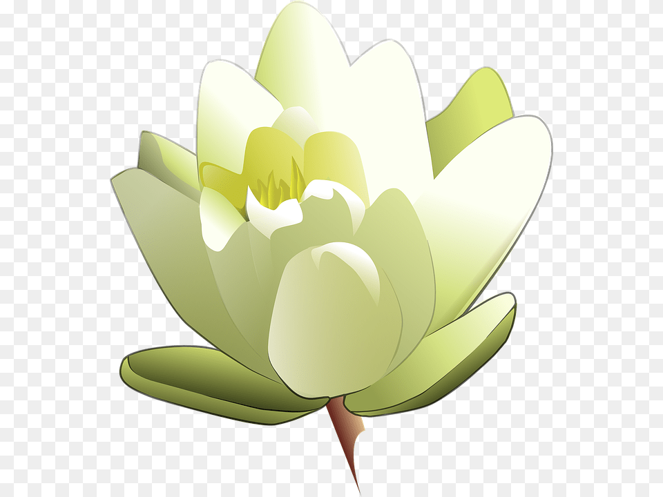 Lotus Flower, Plant, Lily, Petal, Pond Lily Png Image