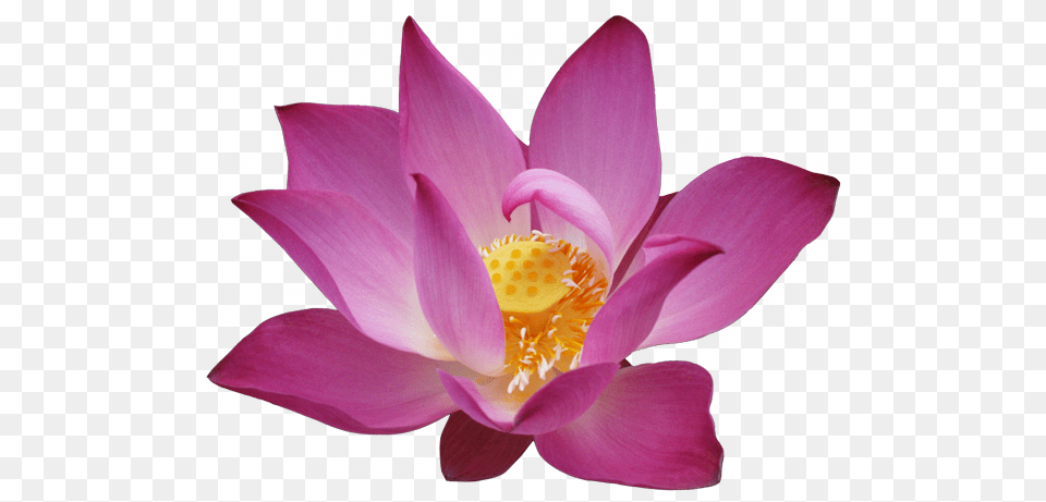 Lotus Flower, Plant, Lily, Petal, Pond Lily Free Png Download