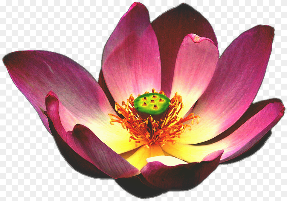Lotus Flower Blooming Lily Zen Flower Blooming, Anther, Petal, Plant, Pollen Free Png