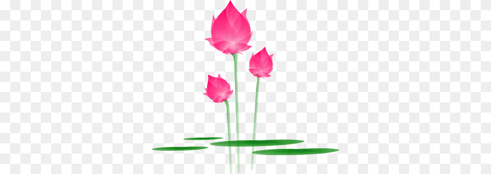 Lotus Flower Blossom Bloom Water Lily Lily Lotus, Petal, Plant, Bud, Sprout Free Transparent Png