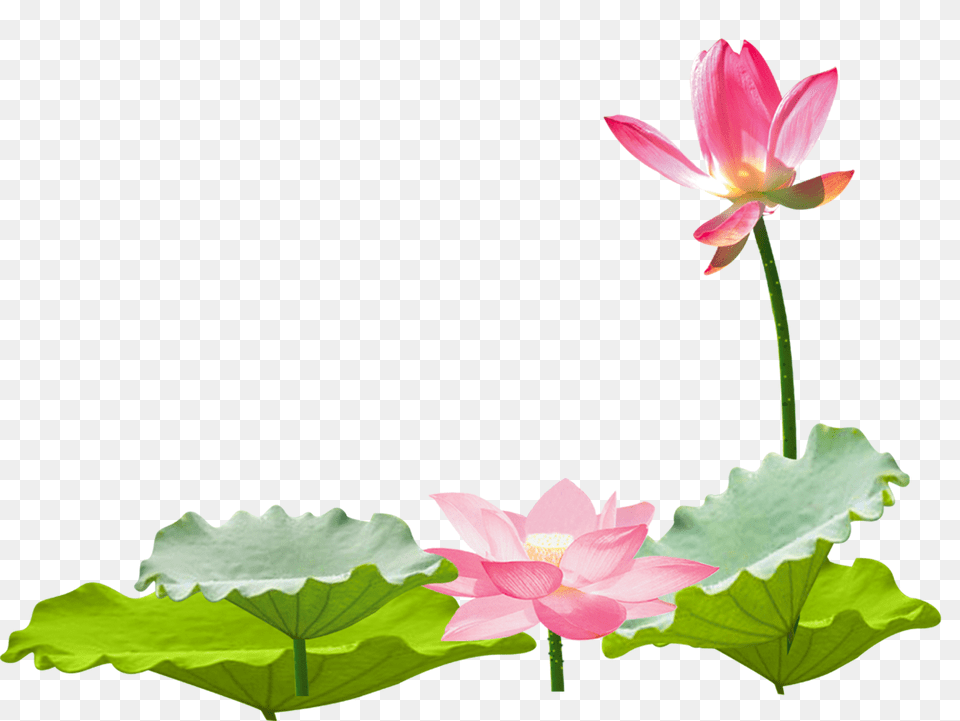 Lotus Flower Chinese Asian Ftestickers, Lily, Plant, Pond Lily Png Image
