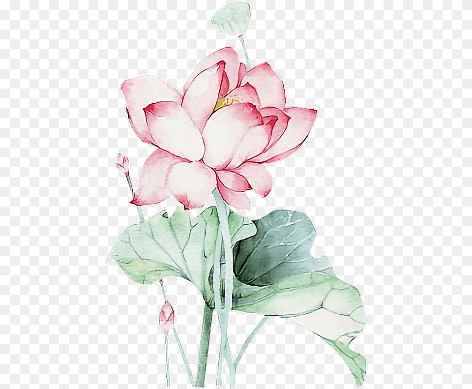 Lotus Flower Chinese Asian Ftestickers Lotus Flower Chinese, Art, Plant, Rose, Person Free Png Download